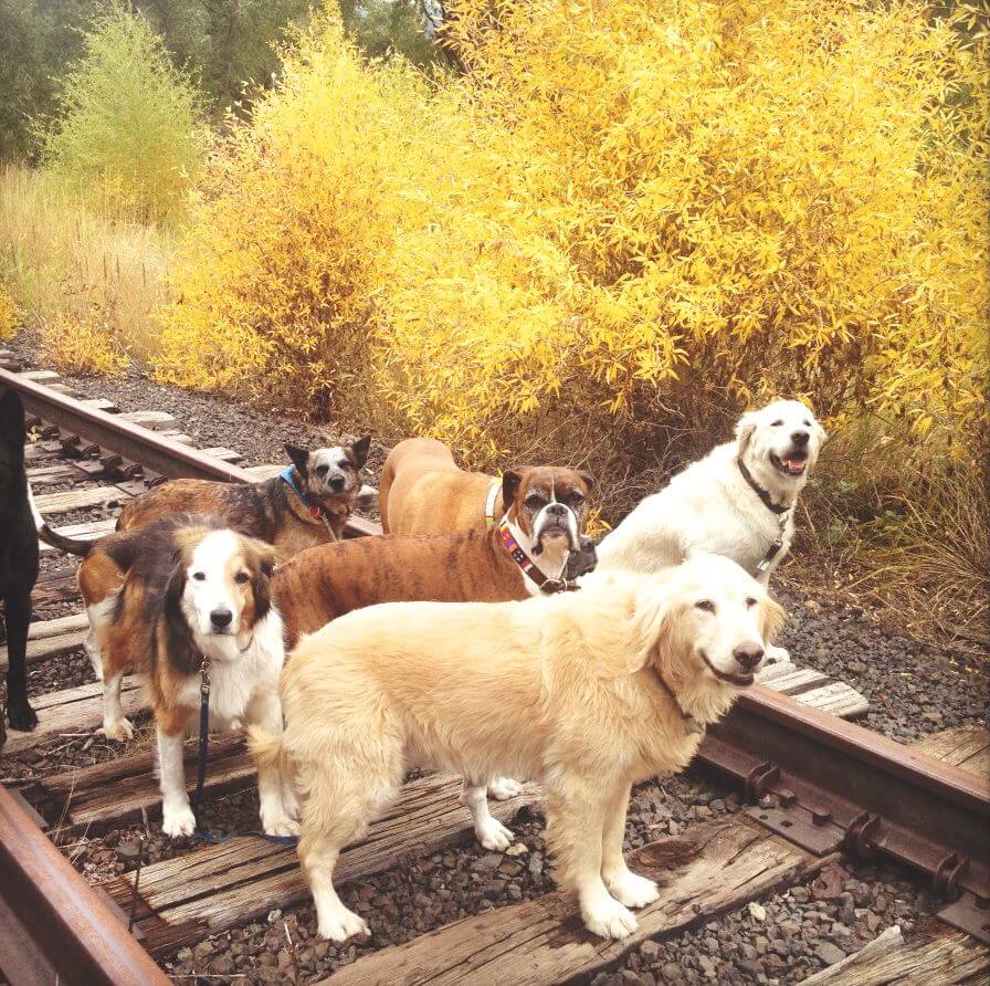 Photo Gallery Walkin' the Dog Vail, CO